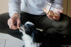 zelfgemaakte hondenkoekjes