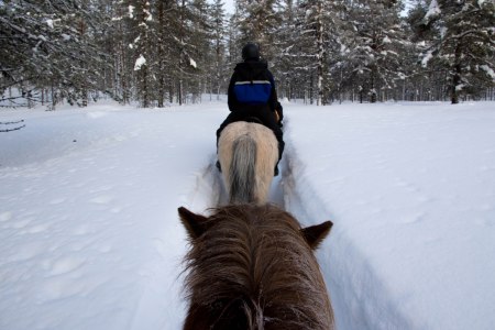 horse ride lapland