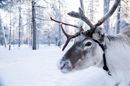 rendeer farm lapland